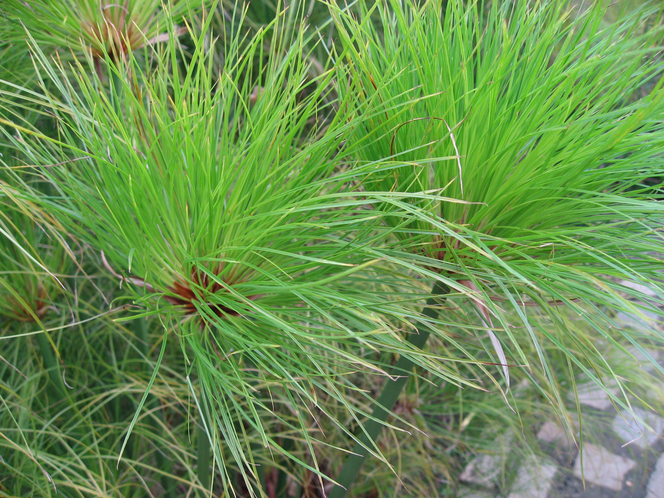 Cyperus Papyrus